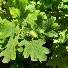 Image result for white oak leaf