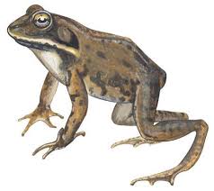 Stock Illustration Wood Frog Lithobates Sylvatica Frog Frog Art Frog Species