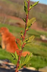 Image result for Sericorema sericea