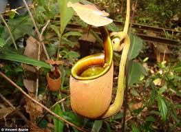 You may think moths are to blame, but there are other insects that eat clothes. How A Carnivorous Insect Eating Plant Has A Colony Of Ants To Function As A Digestive System Daily Mail Online