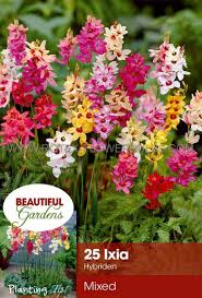 Image result for Ixia