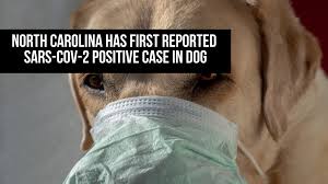 After you determine which vet you think would be the best fit for your dog, you should take your pet in for a regular check up. Nc News North Carolina Has First Reported Sars Cov 2 Positive Case In Dog Neuse News