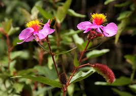 Image result for Clappertonia ficifolia