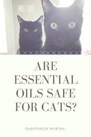 Essential oils can have a lot of benefits to us humans, whether it's to help us sleep, treat our skin or simply make the house smell nice. Are Essential Oils With Cats Safe Overthrow Martha