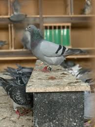 Birds With Human Arms Youtube Pin By Emily Purdy On Pigeons Pigeon Doves Bird