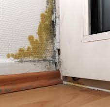 Daher sollte man bei schimmelbefall nicht lange zögern, sondern das problem sofort angehen. Bgh Mieter Mussen Auch Fur Schimmel Wohnung Zahlen Welt