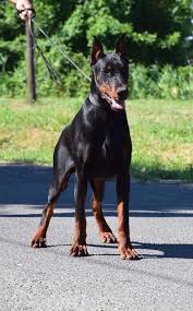 Docked Cropped Trained Dobermans For Sale Doberman Protection Dog Family Protection Dog Family Protection Dogs Doberman Doberman Dogs