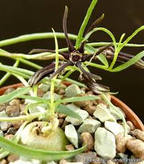 Image result for Glossostelma