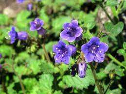 But, you can purchase virginia bluebells seed from any number of retailers. What Are Desert Bluebells Learn How To Grow A Desert Bluebell Plant
