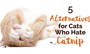 Lavender and chamomile scented bookmark! 5 Alternatives For Cats Who Hate Catnip