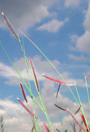 Image result for Elionurus tripsacoides