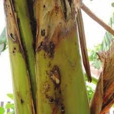 Cutworms and late blight in potato, banana weevils and banana xanthomonas wilt in banana, cassava whitefly and cassava mosaic disease in cassava, sweetpotato. Pdf Integrated Pest Management In Banana