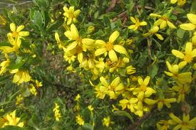 Image result for Chrysanthemoides monilifera