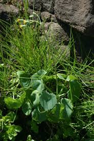 Image result for Senecio oxyriifolius