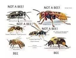 How to get rid of ground bees naturally. How To Get Rid Of Bees In The Ground Quora