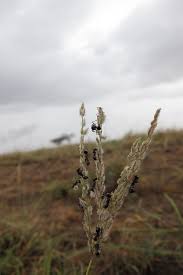 Image result for Digitaria milanjiana