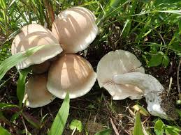 「ニオウシメジ」の画像検索結果