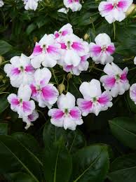 Image result for Impatiens stuhlmannii