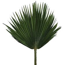 Image result for Washingtonia