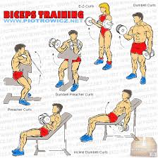 15 Memorable Gym Exercise Chart For Biceps Pdf