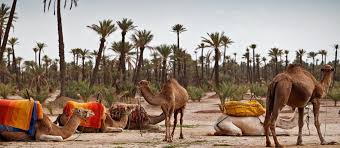 Best deals on things to do. Marrakech Camel Rides 32 Camel Riding Tours In Marrakech