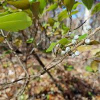 Image result for Myrica chimanimaniana
