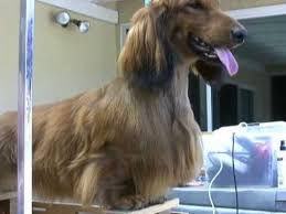 Longhaired Dachshund Grooming New Video Link In Desc Youtube Long Haired Dachshund Dachshund Puppy Training Dachshund