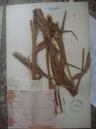 Image result for Scleria racemosa