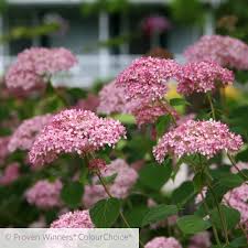 Image result for Hydrangea arborescens Pink Anabelle