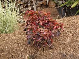 Image result for Acalypha