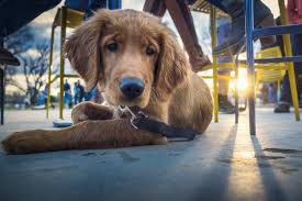 Maybe you would like to learn more about one of these? Dog Friendly Guide To Sarasota Burns Square Vacation Rentals