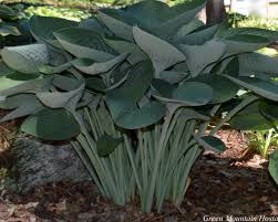 Hosta flowers bloom in late summer and last until the first frost. Green Mountain Hosta Nursery Hosta Gardens Shade Plants Hostas