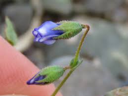 Image result for Hermannia quartiniana