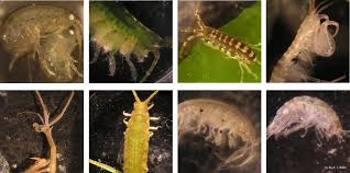 Image result for Osyridicarpos