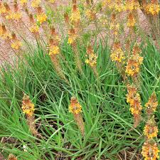 Image result for Bulbine