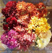 We did not find results for: It S Mumtember Check Out The Best Mums For Cut Flowers Slowflowers Journal