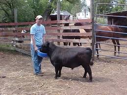 Black Angus Calves For Sale Near Me Miniature Angus Mini Cows Cow Pictures Miniature Cows