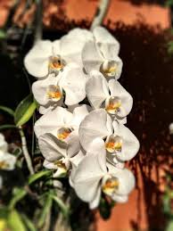 Check spelling or type a new query. White Flower Dominican Republic White Flowers Flora Plants