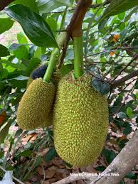 Image result for Artocarpus heterophyllus