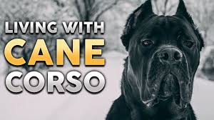 Our cane corso dogs eat the best quality food and we try to make them more active, whether we talk about the training or socialization (everyday life). Cane Corso What It S Like To Live With A Cane Corso Feat Jason Kara Corey Youtube