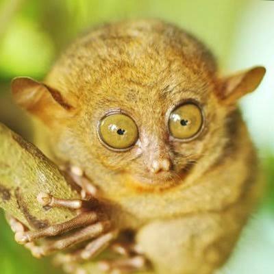 D�nyan�n En �lgin� 10 Hayvan�