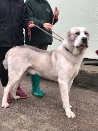 Educational page about dog's breed: Urgent Central Asian Shepherd Dog Prince In Kennels Newport German Shepherd D