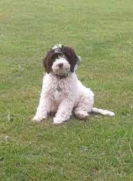 The springerdoodle is a cross between a purebred english springer spaniel and poodle. Female Springer Spaniel X Poodle For Sale Northampton Northamptonshire Pets4homes