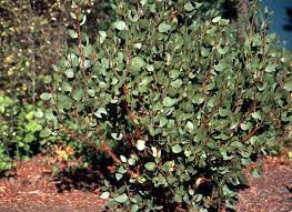 Image result for Heterotis canescens