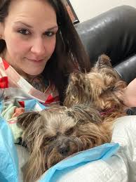 Was your Yorkie easy to housebreak or not? How about aggressiveness &  barking?pic below is not my Yorkie. I am currently looking for one because  I find them adorable 🥰