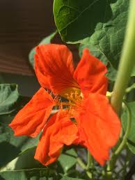 We did not find results for: 6 Plantes Efficaces Pour Chasser Vraiment Les Moustiques Et Mouches Osez Planter Ca Pousse