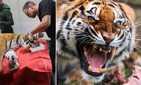 Add your names, share with friends. Tiger Is Fitted With A Golden Fang At German Rescue Centre After Cracking Hers Daily Mail Online
