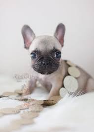 Welcome to french bulldog inc. Tiny French Bulldog Puppy By Teacup Puppies Boutique Home Raised And Locally Bred In Sunny South Florida Frenchbu Bulldog Puppies Teacup Puppies Puppies