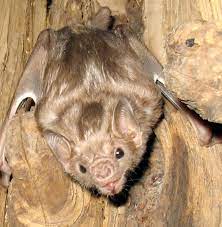 It is found from mexico to southern argentina and is present on the islands of trinidad and margarita. White Winged Vampire Bat Wikipedia