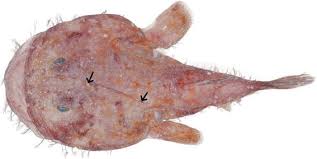 Image result for Lophiocarpaceae